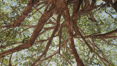 looking up at old jungle tree, sun peeking through foliage, dizzying spin