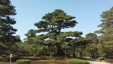 Großer-Unterstützter-Baum-Im-Japanischen-Park-Kenroku-en-In-Der-Stadt-Kanazawa