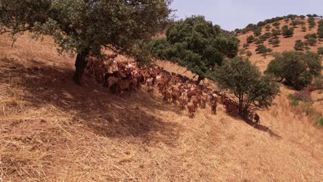 domestic goats herd walking on the slopes in