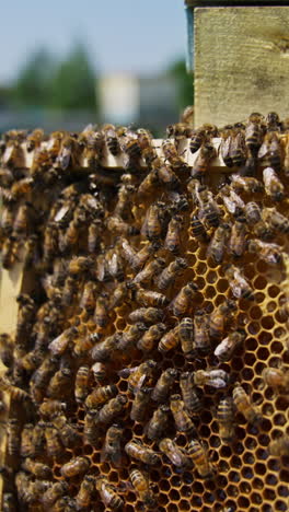bee brood covering the half of the honeycomb frame. honeycomb full of honey with half-sealed cells. blurred background. vertical video
