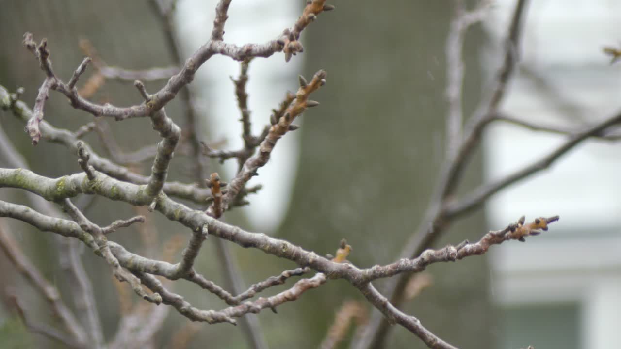 Close up of twigs on winter day