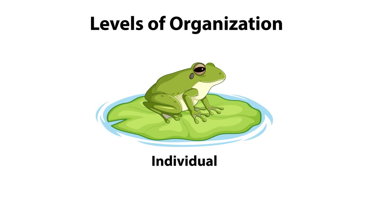 생태 조직의 복잡성에 대한 교육적 묘사