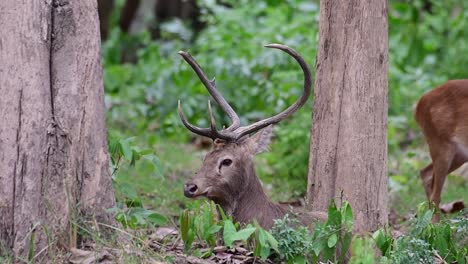 Der-Eldhirsch-Ist-Aufgrund-Von-Lebensraumverlust-Und-Jagd-Eine-Vom-Aussterben-Bedrohte-Art