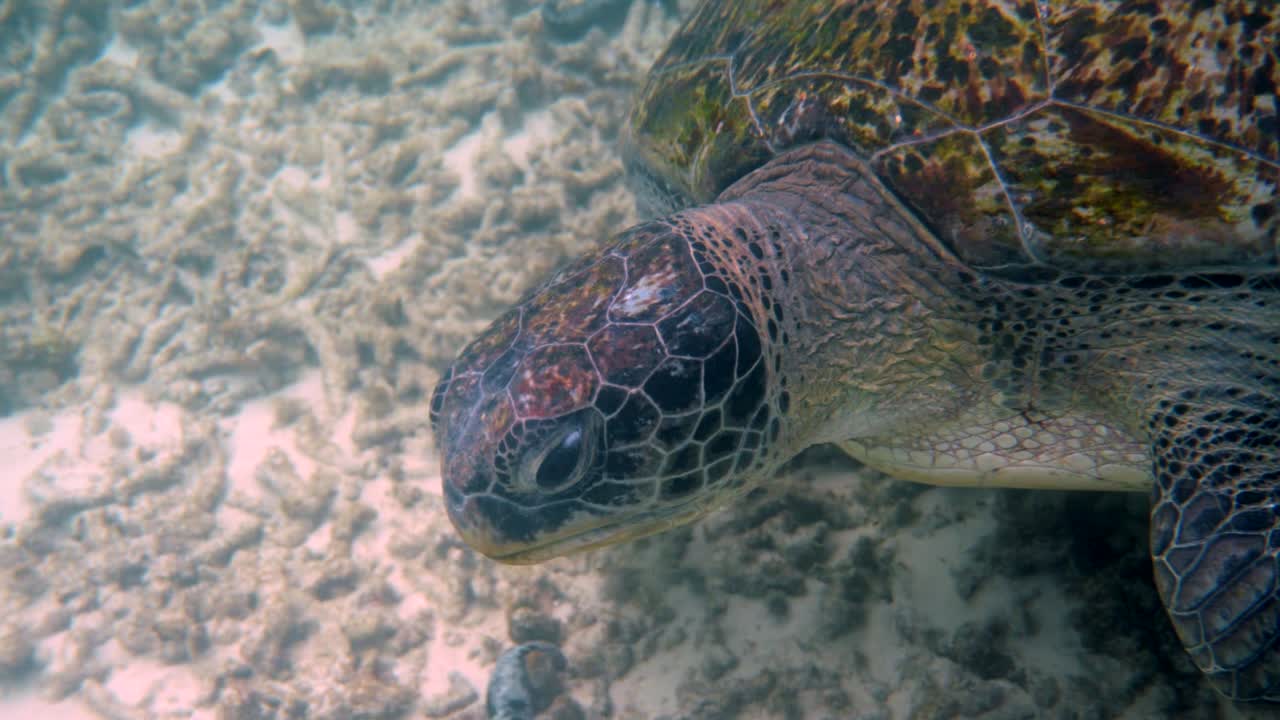 Close up of huge female old big sea turtle swimming in deep blue ocean among coral reef, feeding on corals. Close up. Ocean wildlife