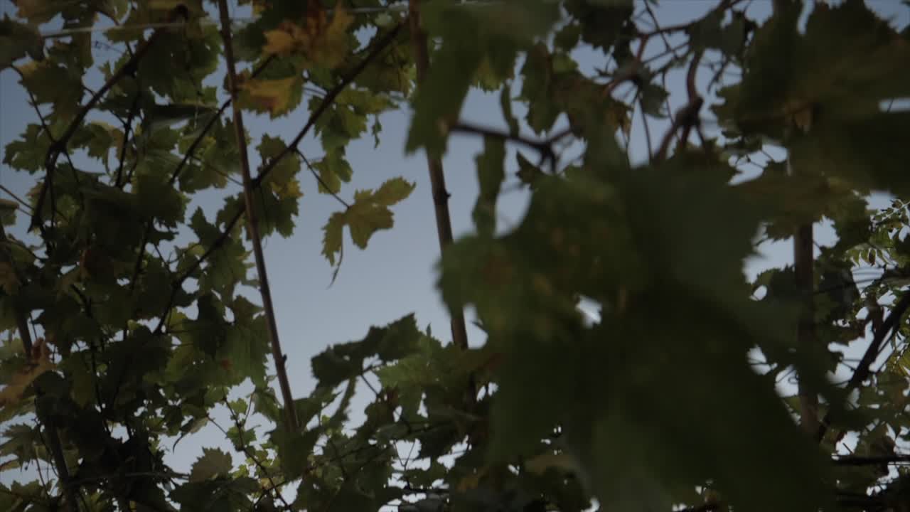 Venetian Elegance and Pisa's Leaning Legacy