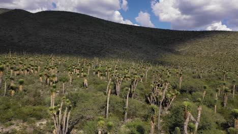 メキシコの自然の中の何百ものサボテンの木