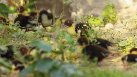 Patitos-Amarillos-Caminando-Sobre-Un-Suelo-Con-Hierba-Verde---Primer-Plano