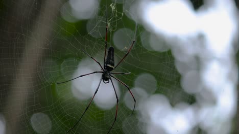 huge golden orb web spider in the shade as it waits for insects to rattle in its net