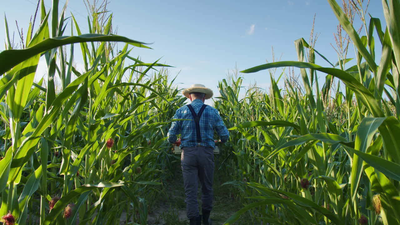 un granjero caminando por un campo de maíz