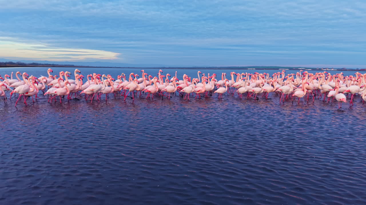 Vivace gruppo di fenicotteri al crepuscolo sulla riva di un lago sereno, in un habitat naturale e pacifico