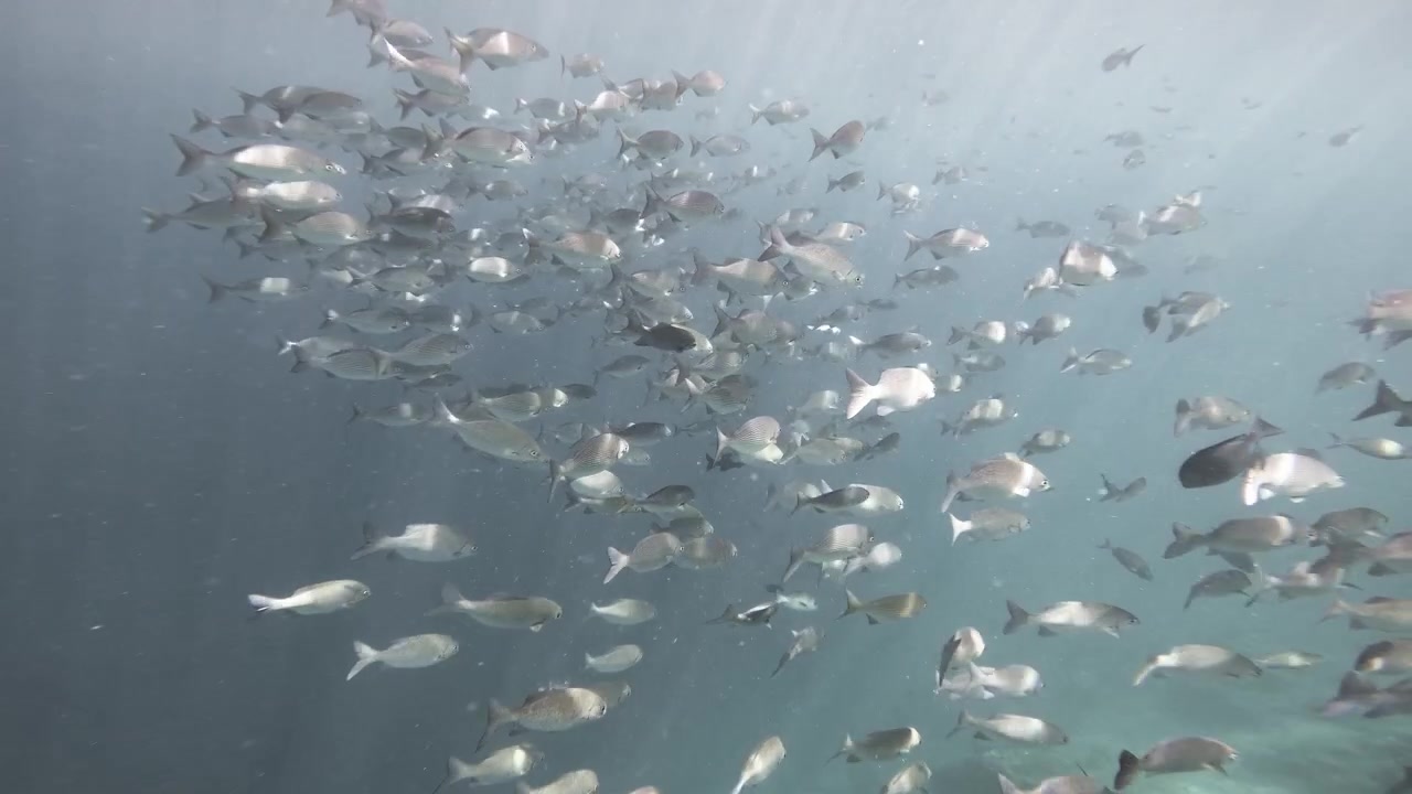 Un denso banco di pesci tropicali si muove attraverso fasci di luce solare in acque blu aperte, formando una scena immersiva di vita marina sotto la superficie alle Maldive
