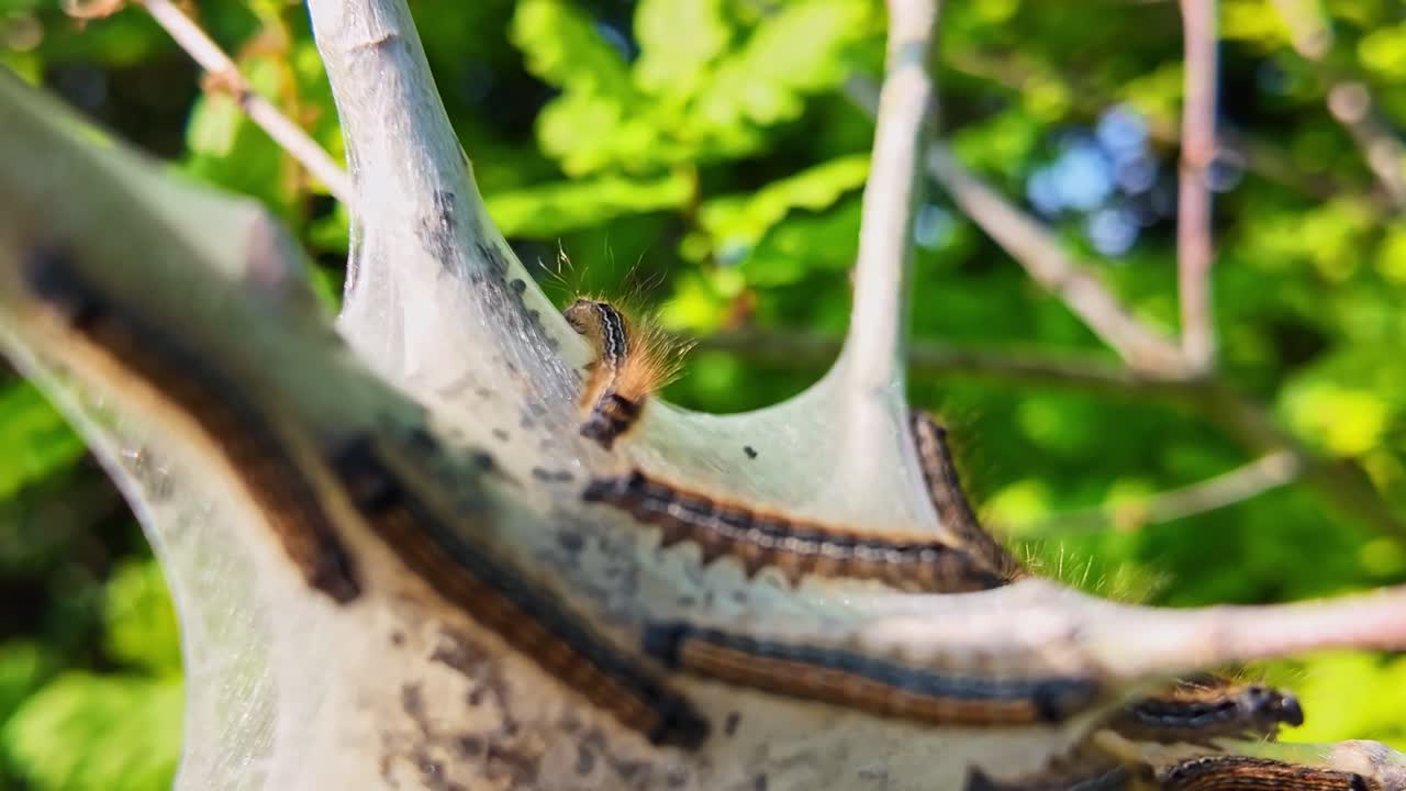 Close-up macro shot of processionary caterpillars, thaumetopoea pityocampa, moving in line along tree branch, Insect behavior, nature detail