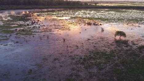 Flying-over-lagoons,-swamps-and-wetlands-full-of-green-vegetation-with-reflection-of-orange-sunset-in-Santa-fe,-Argentina