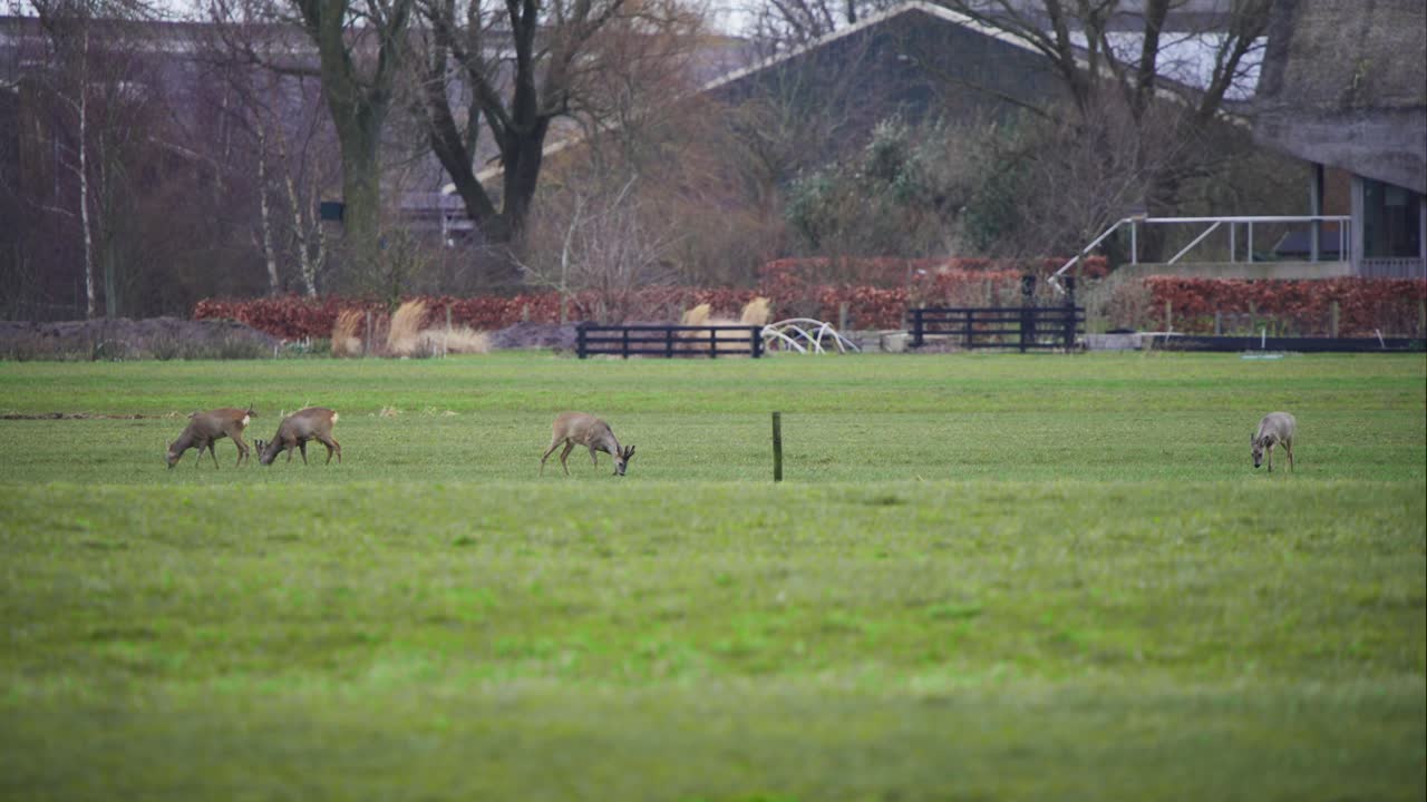 rebaño de ciervos pastando en el pasto de prado herboso cerca de la valla de madera de la granja