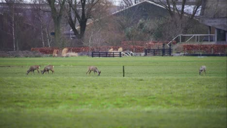 roe deer herd grazing in grassy meadow pasture near wooden farm fence