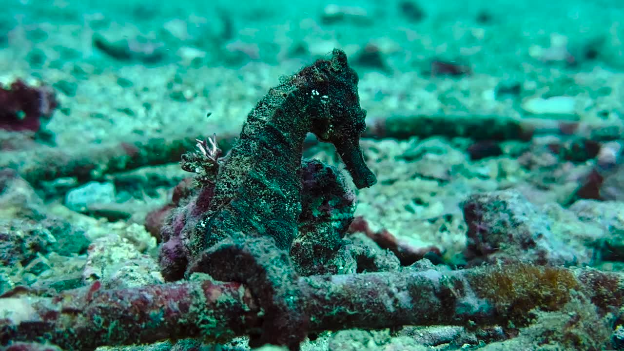 SMOOTH SEA HORSE, Hippocampus kuda Bleeker holding onto a cable, calm beautiful aquatic