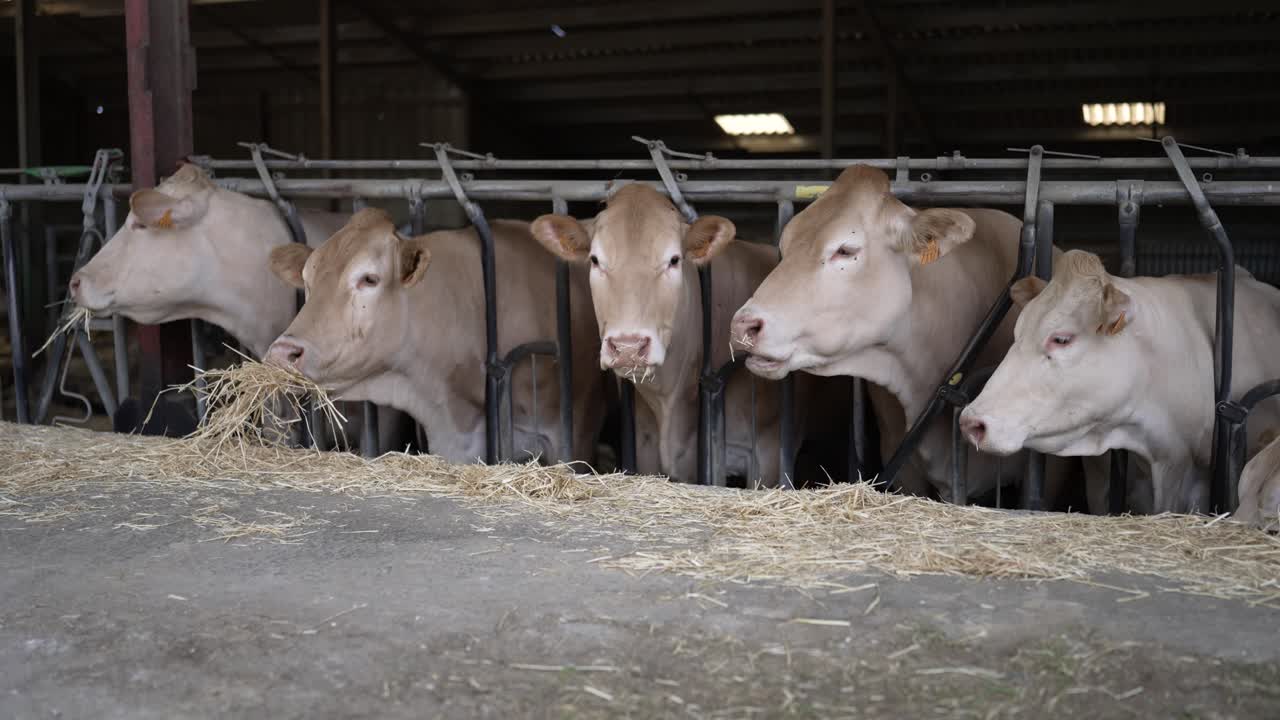 Brown Swiss cows grazing feed through railings at a meat processing plant stable in France, Dolly left shot