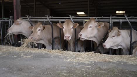 Brown-Swiss-cows-grazing-feed-through-railings-at-a-meat-processing-plant-stable-in-France,-Dolly-left-shot