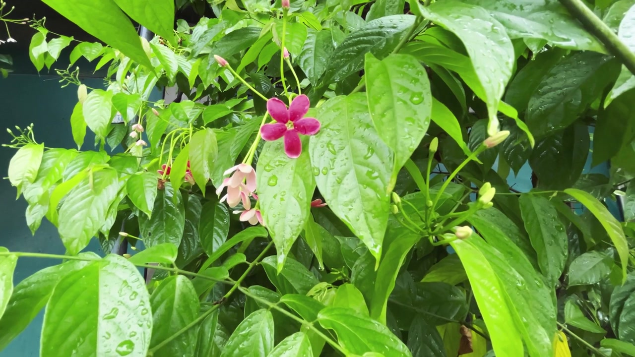 Gocce di pioggia su fiori di Combretum Indicum e foglie verdi