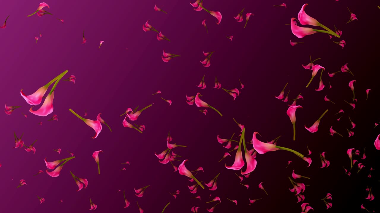 abstracto estacional rosa oscuro ambiente luz calla flores de lirio soplando en el viento fondo bucle sin costuras