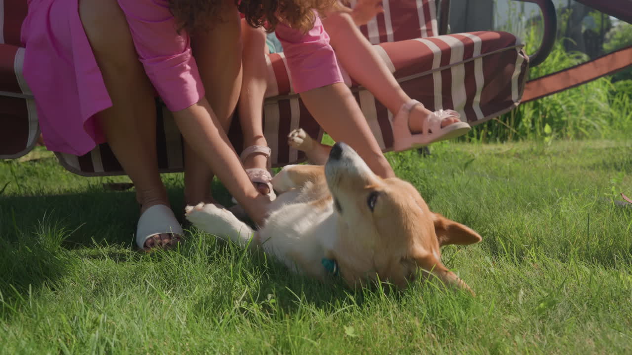 Contented Pup Relishing Warm Cuddles, Happy Energetic Corgi Receiving Love From Loved Ones Outdoors, Delighted Lively Dog Enjoying Tender Touches Amidst Bright And Cheerful Backyard Environment