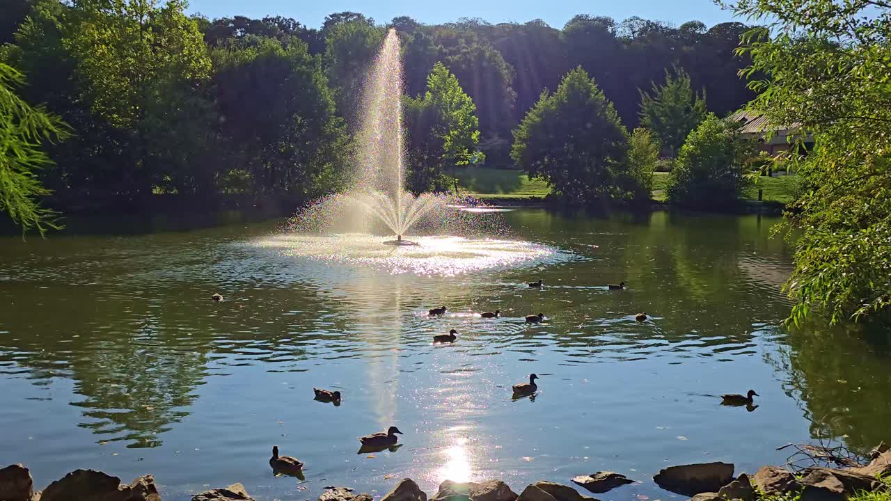 Una fontana illuminata dal sole zampilla da uno stagno mentre le anatre nuotano su un'acqua calma e riflettente.