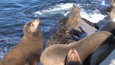 female sea lions hauled out and sunbathing in monterey bay, california