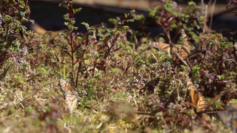 Close-up-of-monarch-butterflies-in-green-ground-foliage