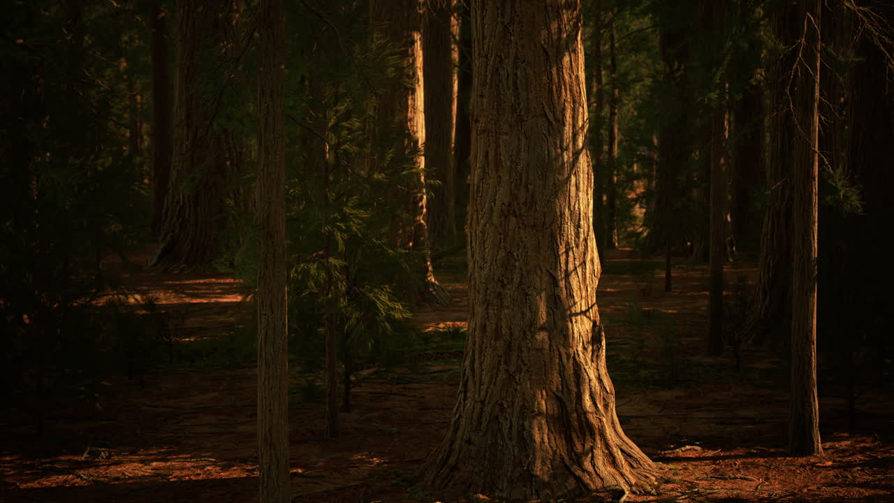 세코이아 국립 공원 에서 땅 위 에  ⁇ 아 있는 거대한 세코이아 나무 들
