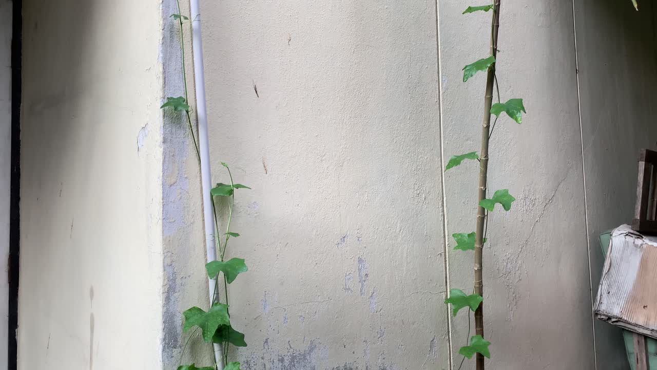 태국의 한 집에서 파이프 위로 기어가는 야생 덩굴 - 위로 기울이기