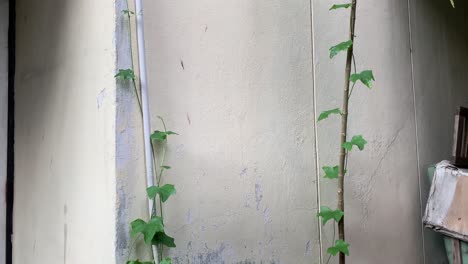 wild vines crawling up a pipes at a home in thailand - tilt up