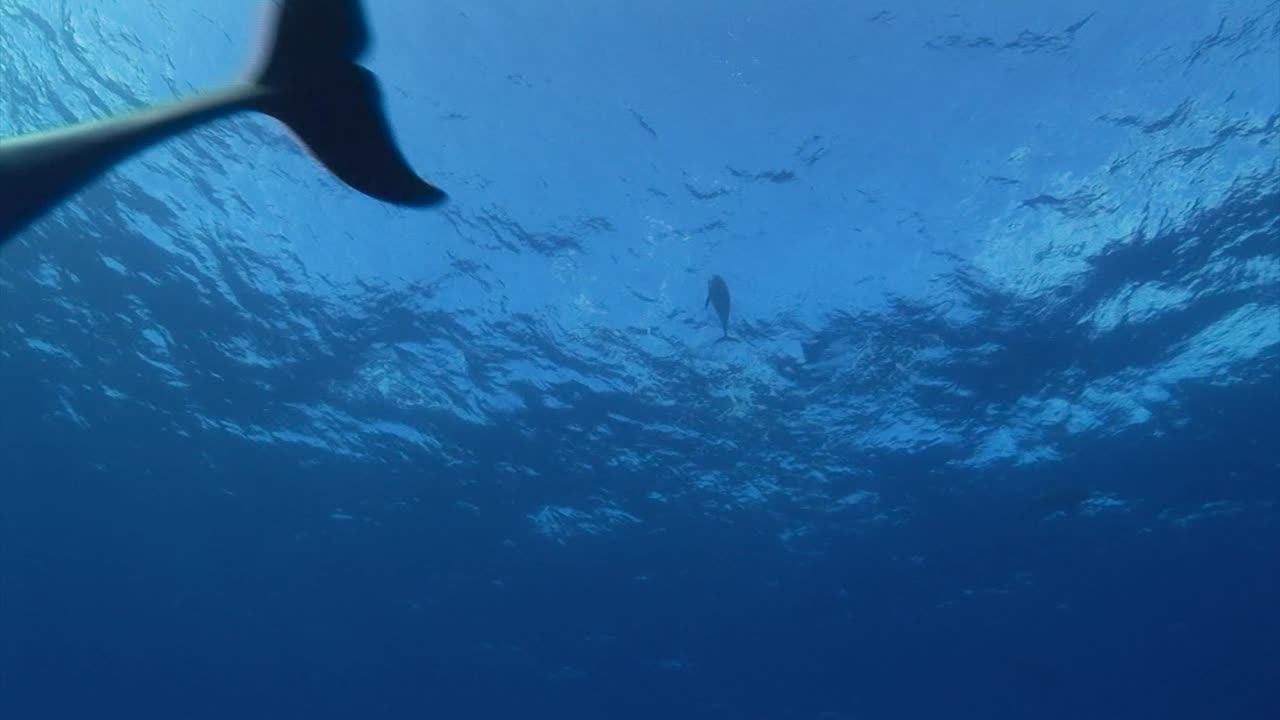 Bottlenose dolphins, tursiops truncatus approach from the surface in clear blue water of the south pacific ocean