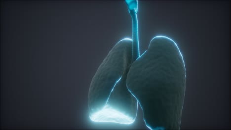 Animación-3d-De-Pulmones-Humanos