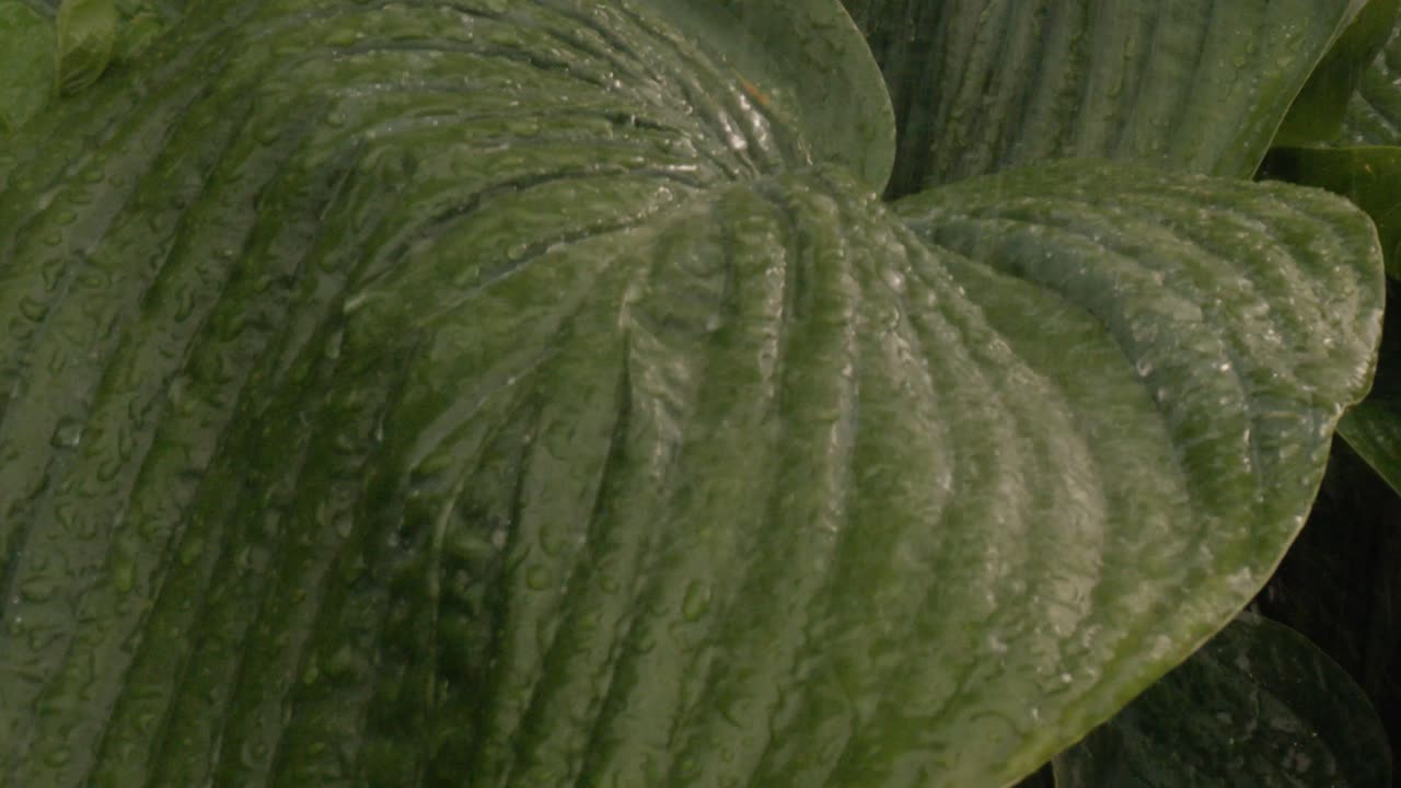lluvias de agua en planta de hoja gigante