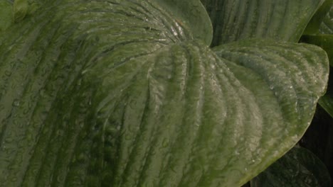 Lluvias-De-Agua-En-Planta-De-Hoja-Gigante