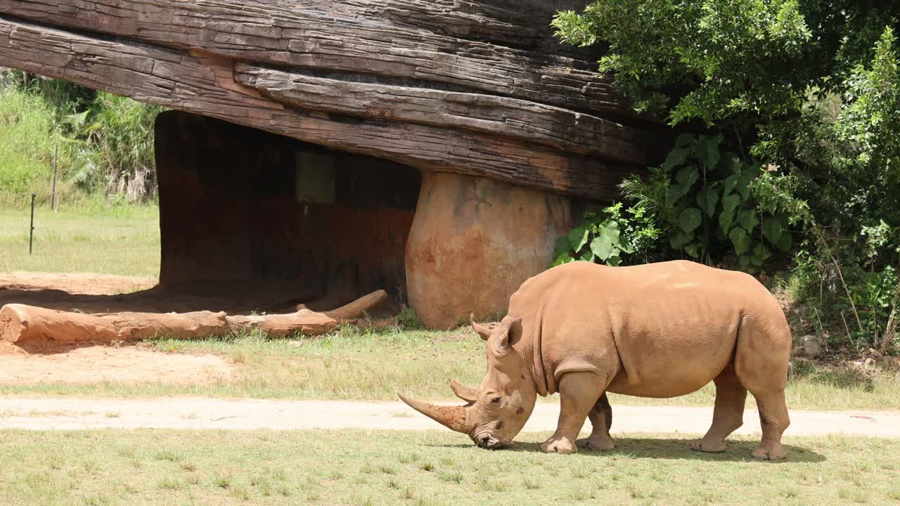 코소는 자연 서식지에서 산책하고 먹이를 먹습니다.