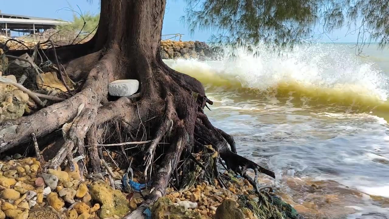 Ondas do oceano quebrando contra raízes de árvores expostas em praia arenosa