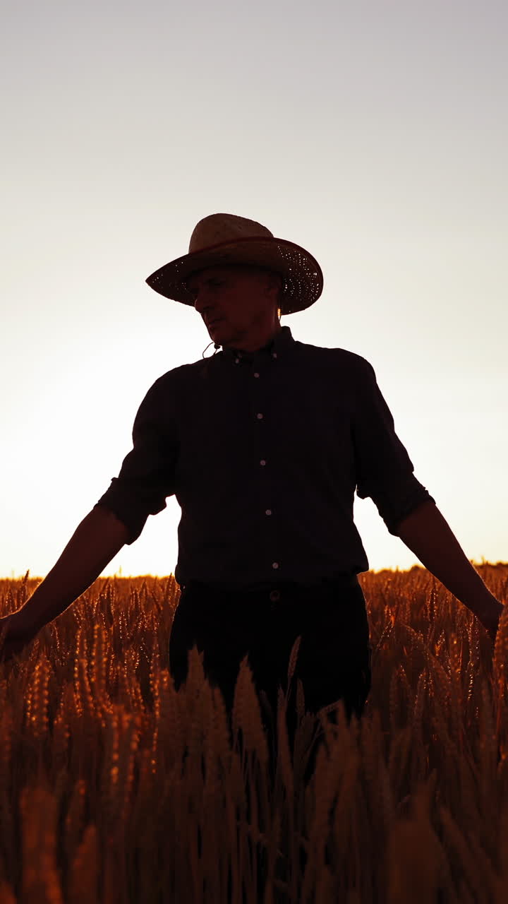 Male agronomist on golden field. Farmer in hat walks along the agriculture field with ripe spikelets at the setting sun. Vertical video