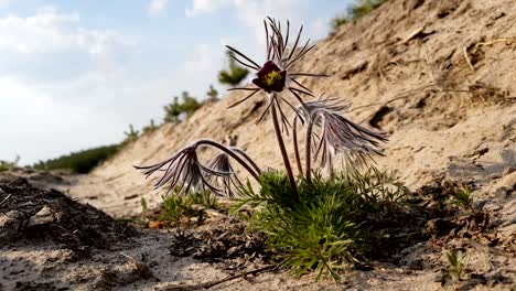 pasqueflower oriental, crocus de las praderas, anémona de hojas cortadas con gotas de agua