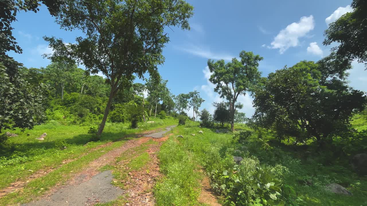 Wide shot of dense forest in madhav national park of shivpuri india