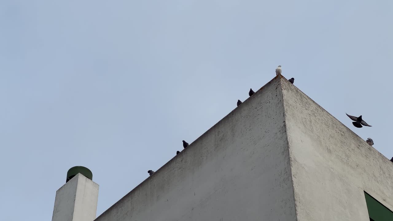 Pigeons and a seagull resting on the edge of a building's rooftop under a clear blue sky, creating a tranquil urban scene filled with serene moments of wildlife amidst city architecture