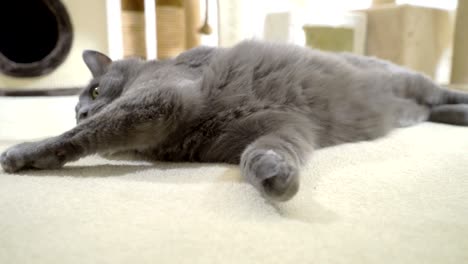 gray cat enjoying in his warm and comfortable new home lying on a soft carpet