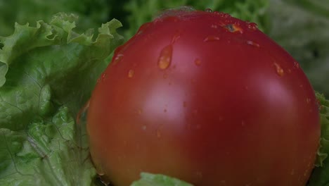 Las-Gotas-De-Agua-Caen-Sobre-Un-Tomate-Jugoso-Y-Regordete-Sentado-En-Una-Cama-De-Lechuga