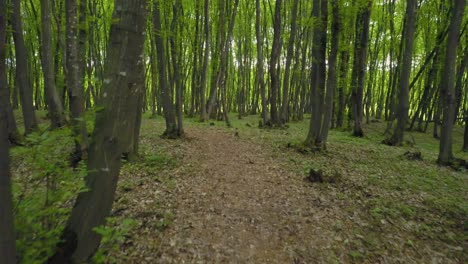 caminando por un sendero forestal