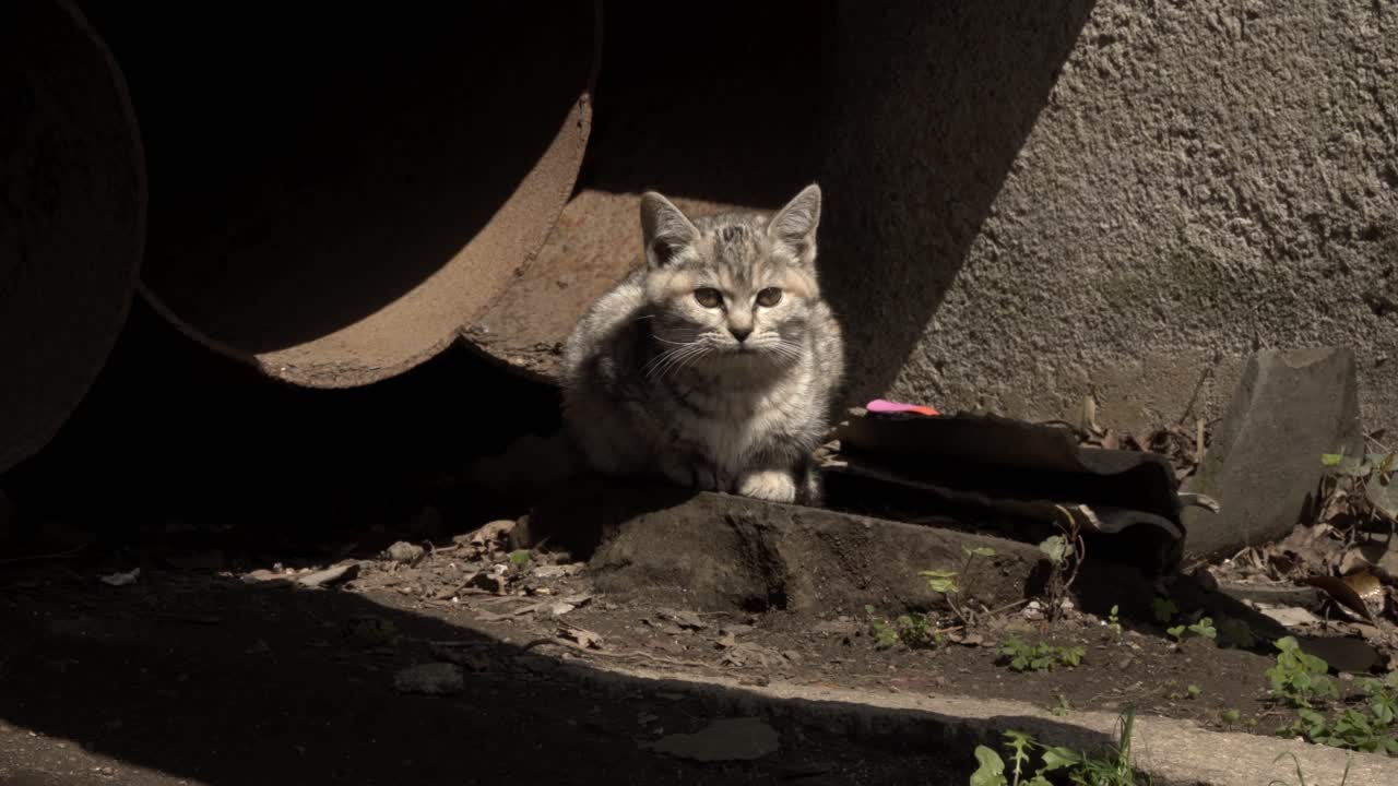 Gatinho Tabby Cinza Vivendo Perto de Cano Enferrujado e Parede de Concreto Dentro do Templo Suzhou Xiyuan 1.