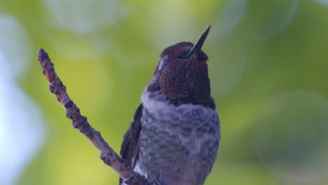 Un-Primerísimo-Plano-Del-Perfil-Lateral-De-Colibrí