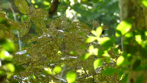 paisaje tropical de la selva con un pequeño pájaro en la hoja de un árbol