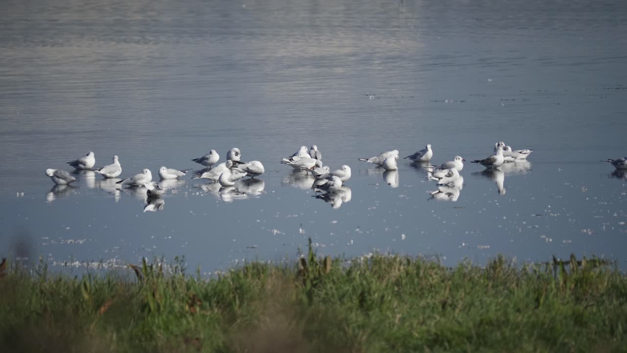 bandada de gaviotas en humedales poco profundos del lago vejlerne, el santuario de aves más grande