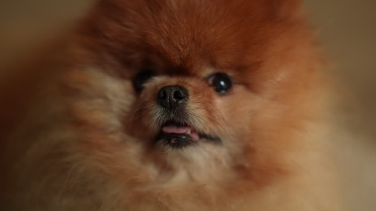 A fluffy Pomeranian dog sits comfortably indoors, gazing towards the camera with its tongue slightly out. The warm ambiance highlights its playful personality and dense fur