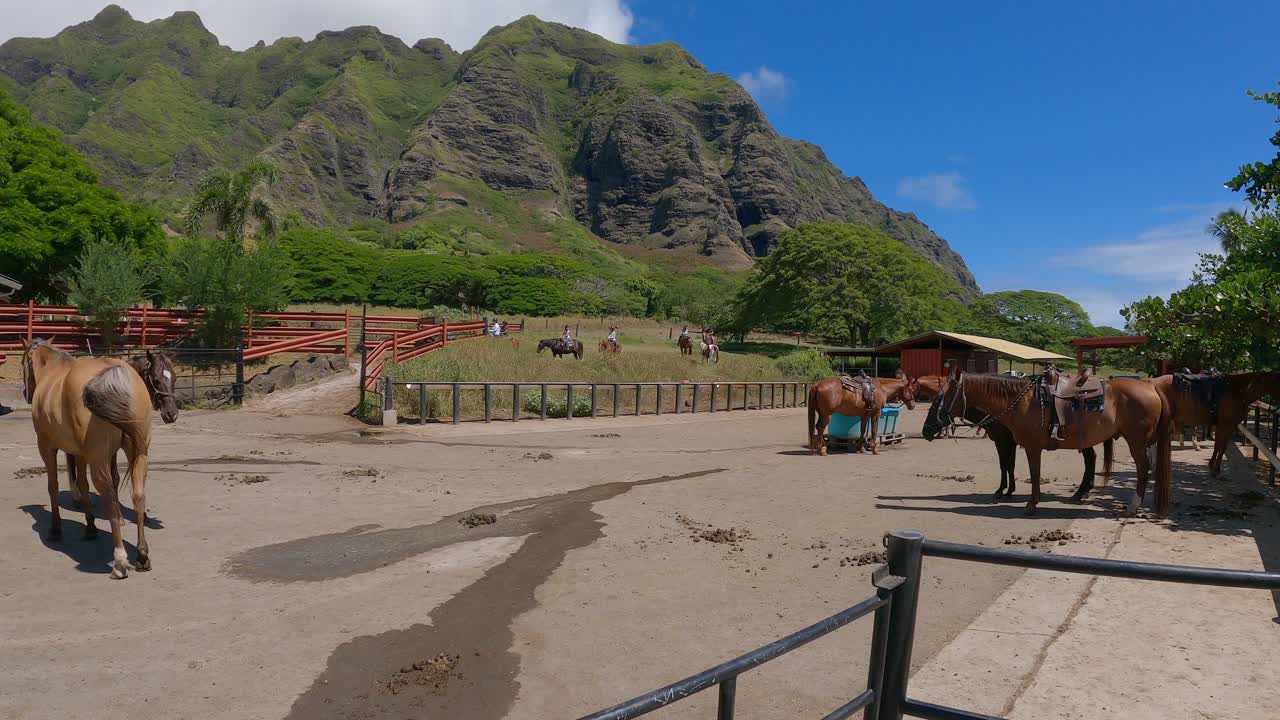 caballos en un establo con jinetes en el fondo en el rancho kualoa en oahu, hawaii